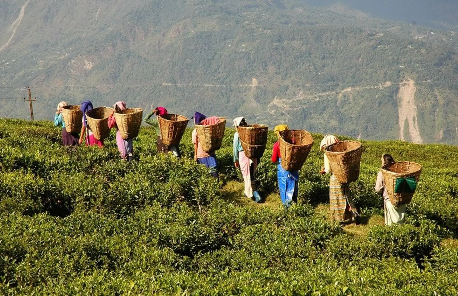Tea-leaf pickers and local growers in the misty hills of Darjeeling working at a small tea estate for Shanti Travel’s cultural journey.