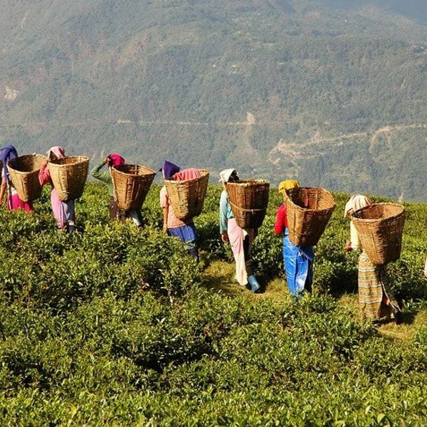 Tea-leaf pickers and local growers in the misty hills of Darjeeling working at a small tea estate for Shanti Travel’s cultural journey.