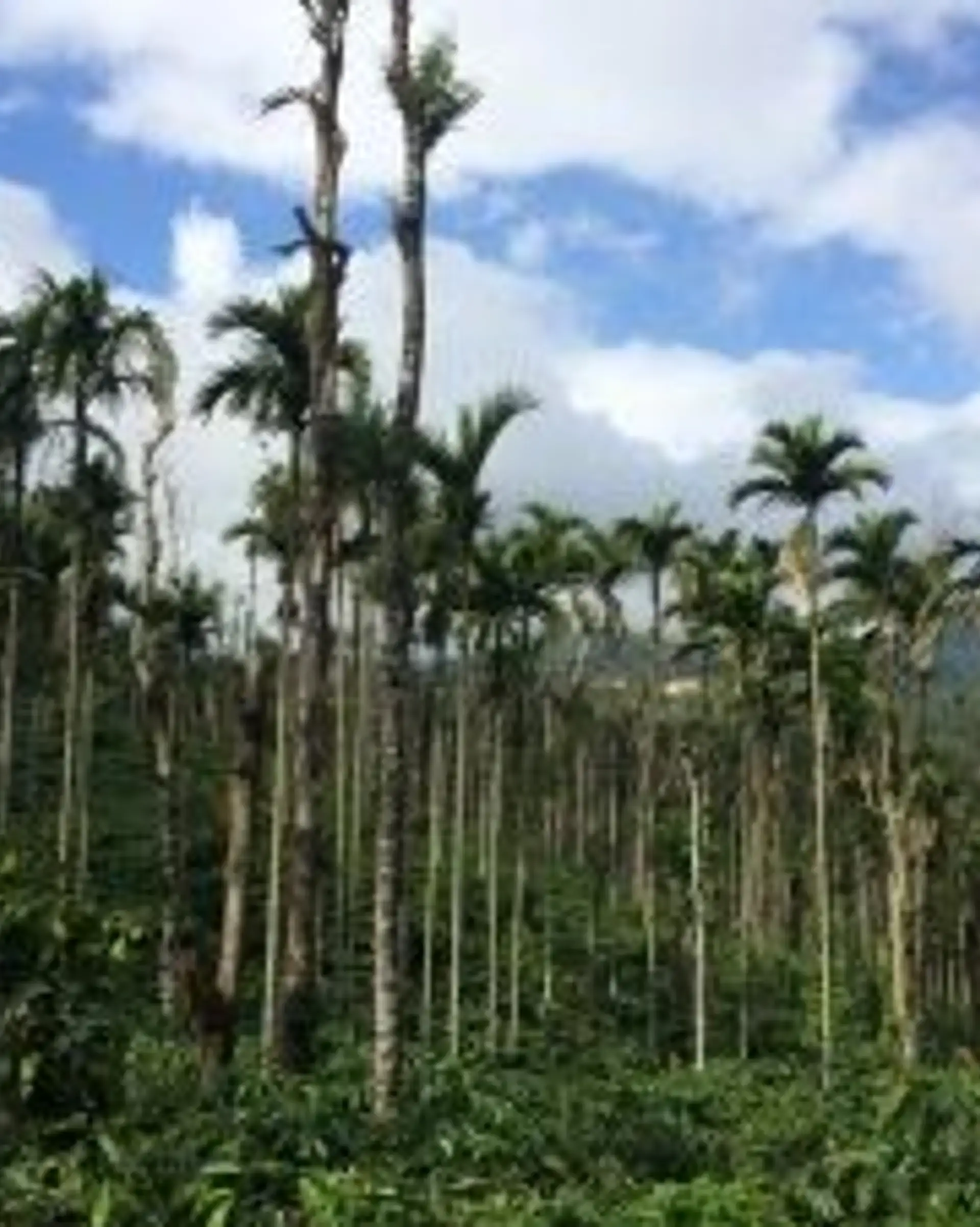 Travel in Asia - A plantation of areca palms, also known as betel nut trees, in Karnataka in South India