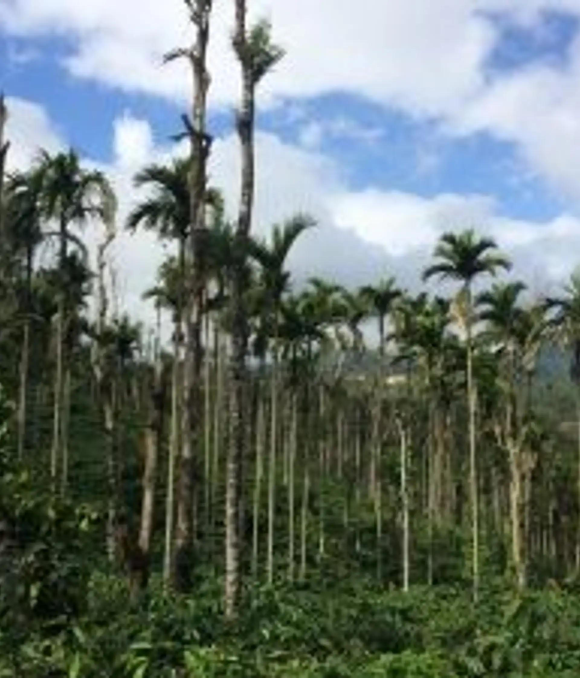 Travel in Asia - A plantation of areca palms, also known as betel nut trees, in Karnataka in South India