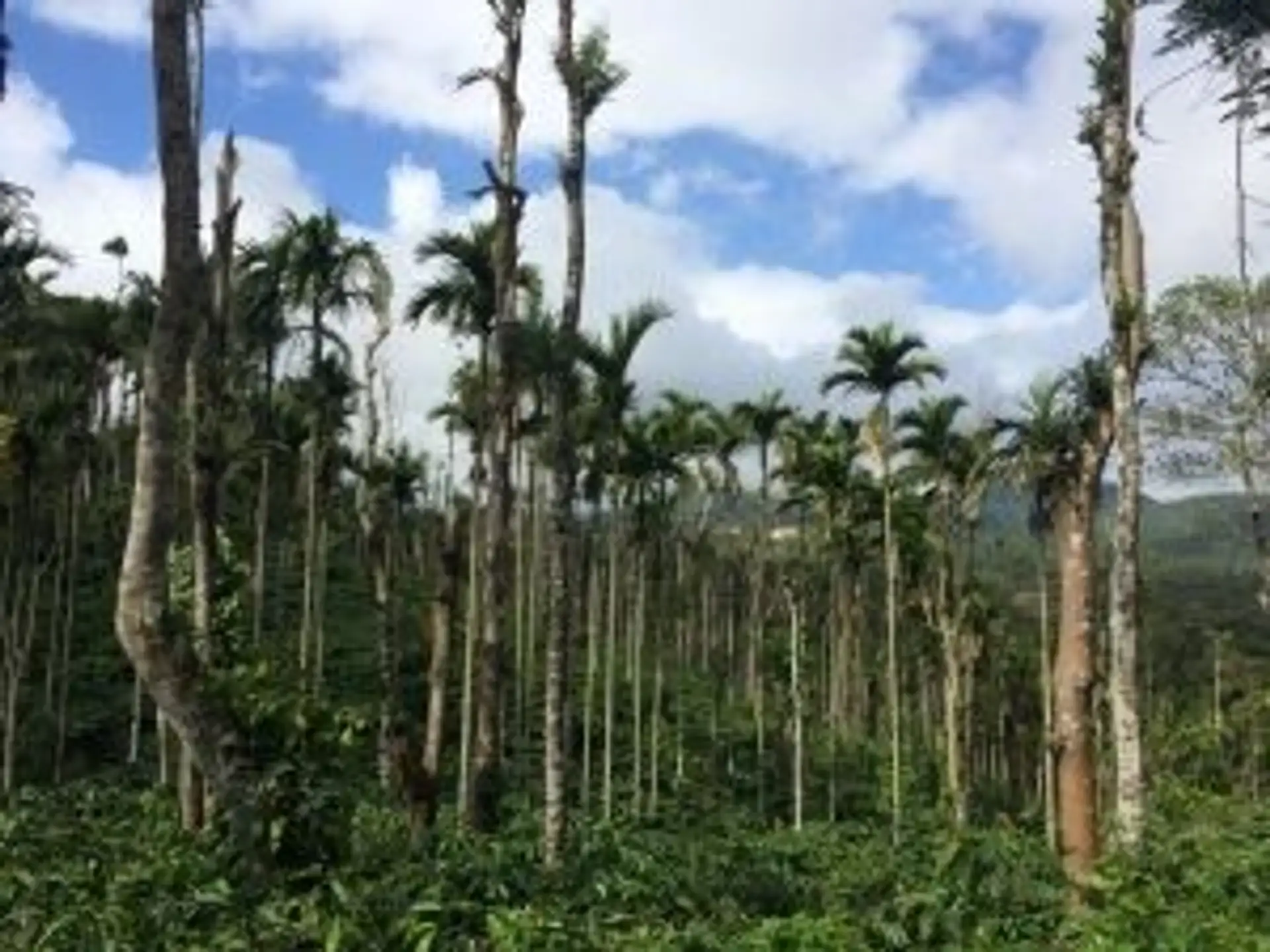 Travel in Asia - A plantation of areca palms, also known as betel nut trees, in Karnataka in South India