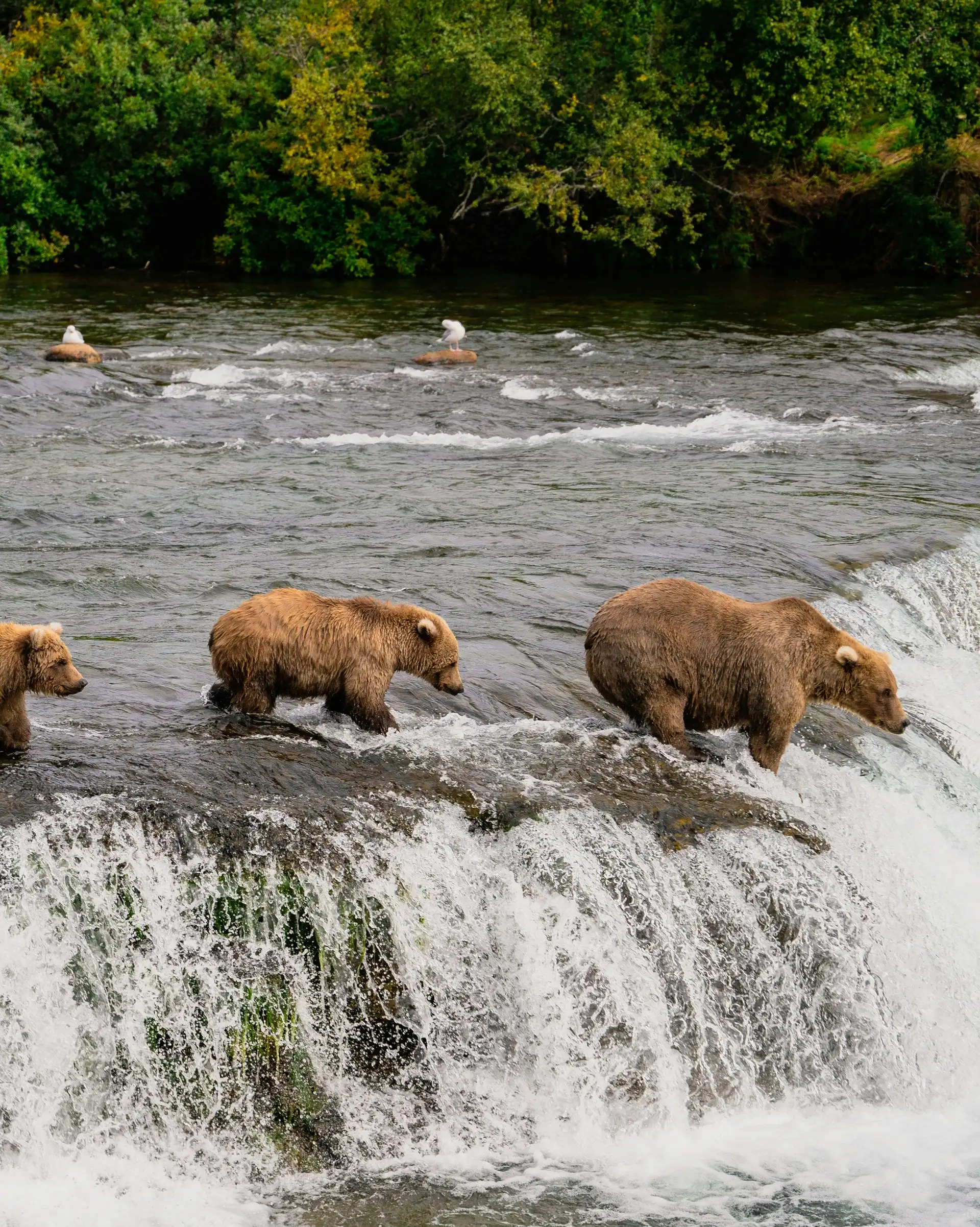 Trois ours bruns guettant le saumon au sommet de la cascade de Brooks Falls dans le parc national de Katmai