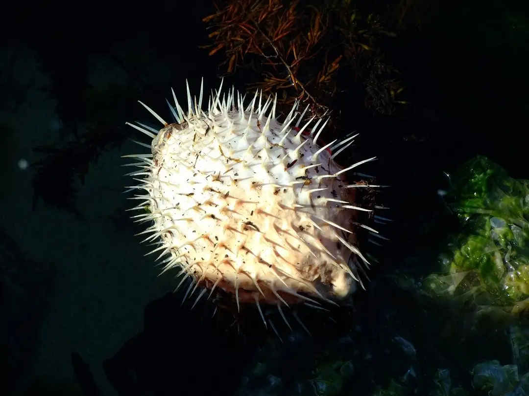 pufferfish-74950_1280.jpg