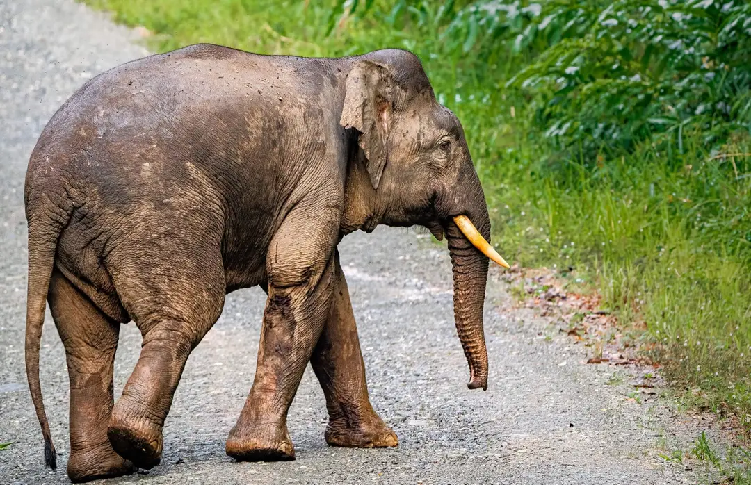 pygmy_elephant.jpg