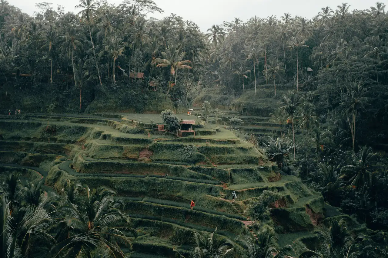 Travel in Asia - Terraced rice fields in a jungle setting in Bali