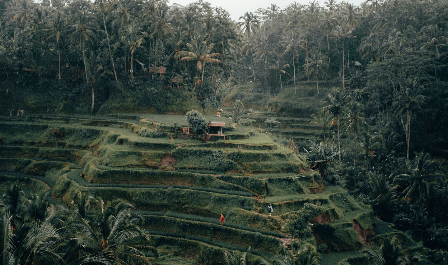 Travel in Asia - Terraced rice fields in a jungle setting in Bali