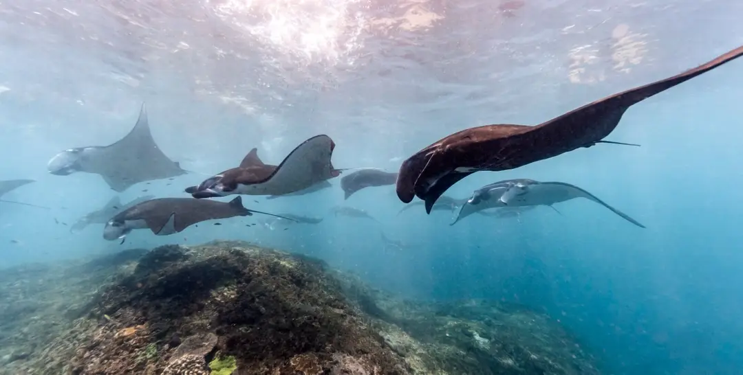Voyage à Bali – Un groupe de majestueuses raies mantas nageant sous la surface de l'eau translucide au-dessus d'un récif corallien à Manta Point, Nusa Penida.