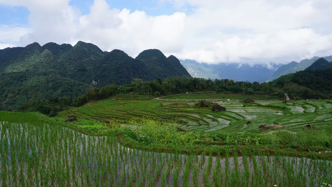 rizières en terrasses de la réserve naturelle de Pu Luong, au Vietnam
