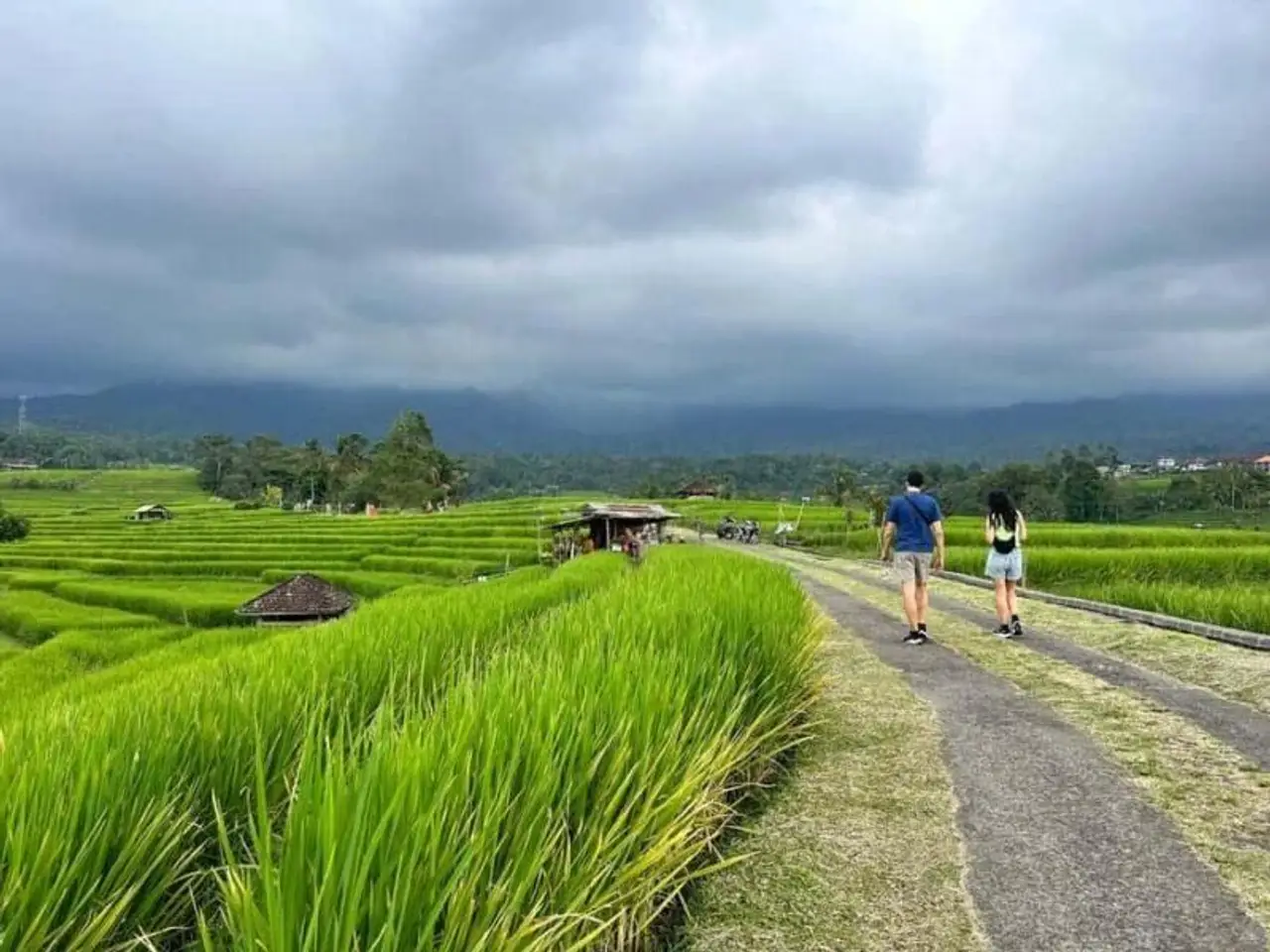 les magnifiques rizières de Jatiluwi verdoyantes