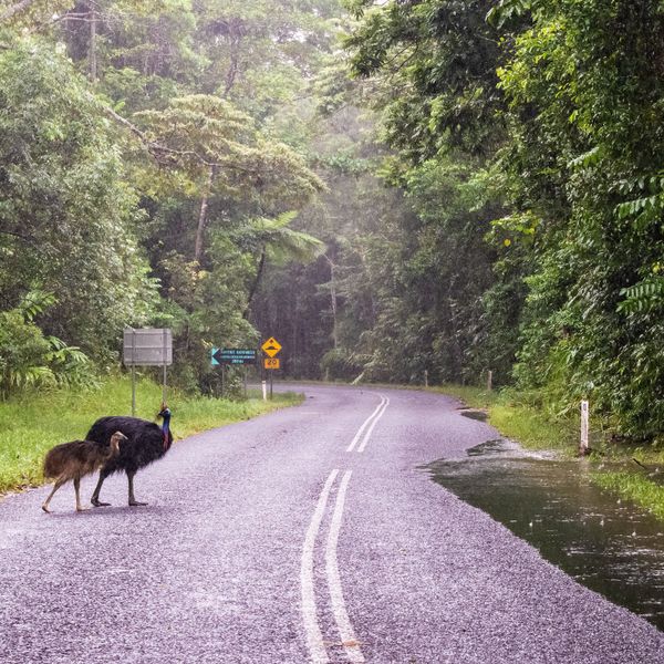 Cassoar et son petit traversant une route humide au cœur de la forêt