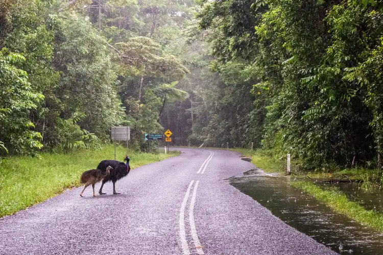 Cassoar et son petit traversant une route humide au cœur de la forêt
