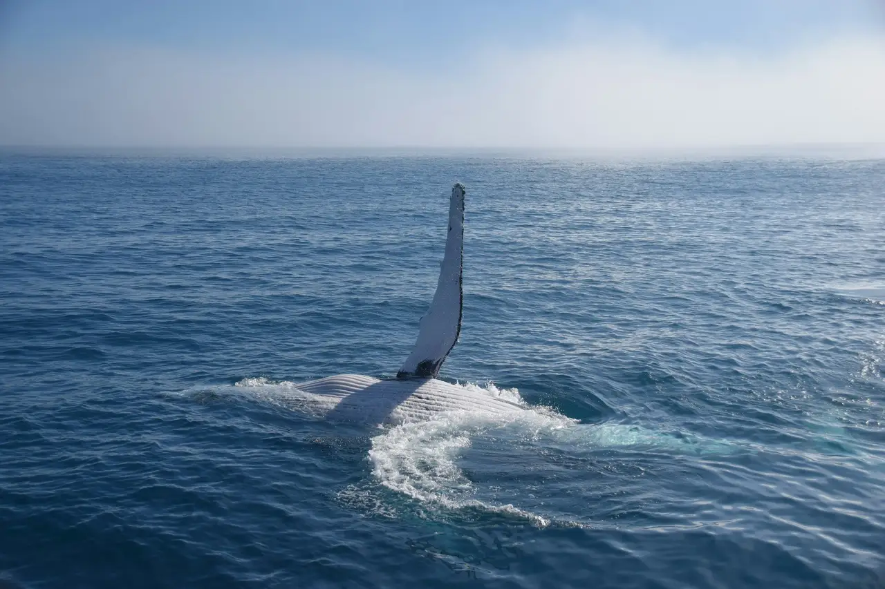 Nageoire pectorale d'une baleine à bosse émergeant de l'océan à Hervey Bay