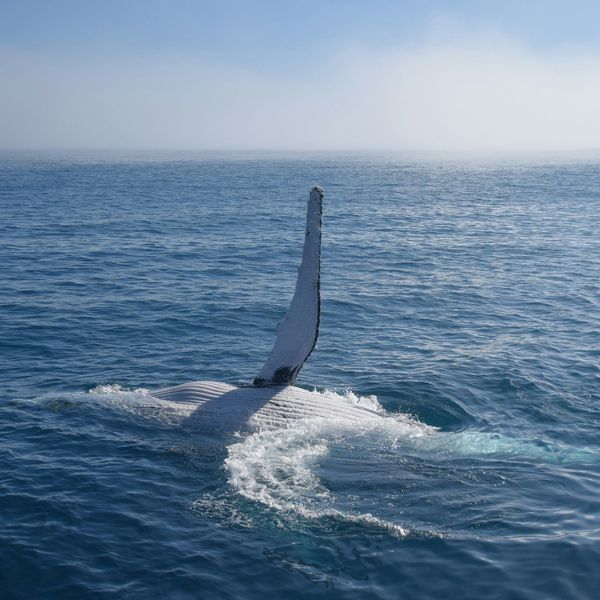 Nageoire pectorale d'une baleine à bosse émergeant de l'océan à Hervey Bay