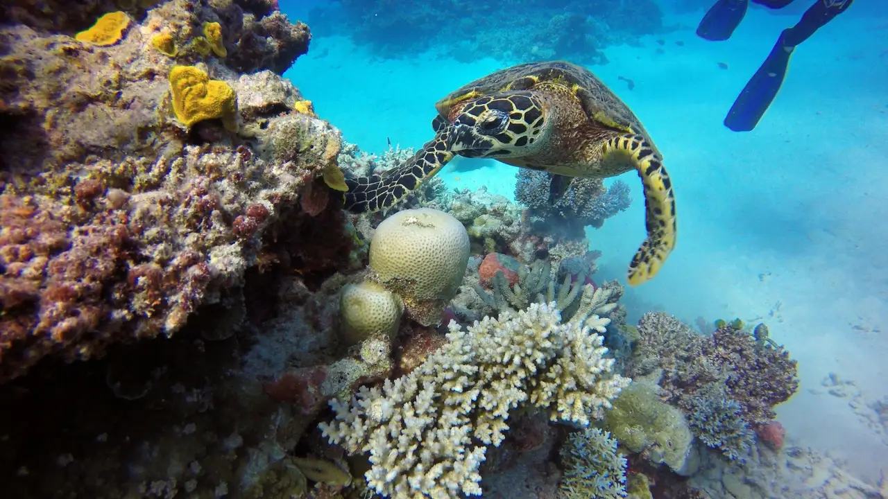 Tortue de mer nageant au-dessus des coraux colorés dans les eaux cristallines de la Grande Barrière de Corail