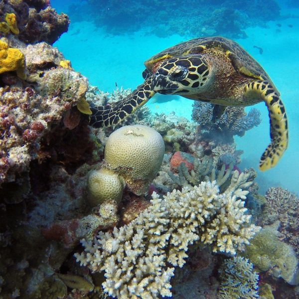 Tortue de mer nageant au-dessus des coraux colorés dans les eaux cristallines de la Grande Barrière de Corail