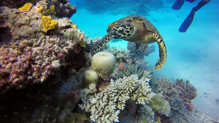 Tortue de mer nageant au-dessus des coraux colorés dans les eaux cristallines de la Grande Barrière de Corail