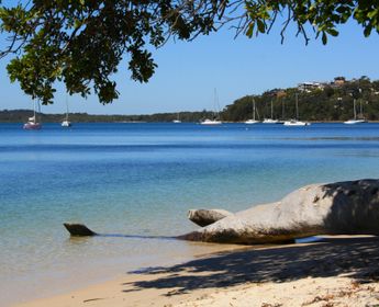 Tronc d'arbre échoué sur le sable face à des voiliers voiliers