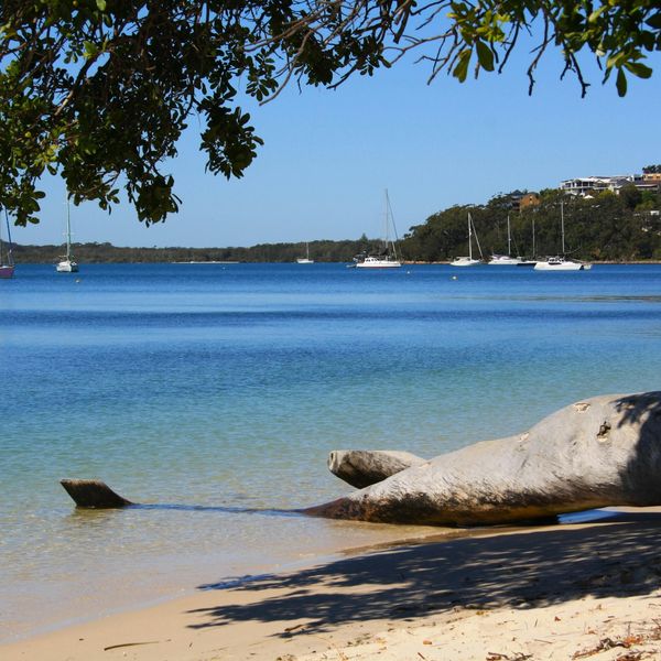 Tronc d'arbre échoué sur le sable face à des voiliers voiliers