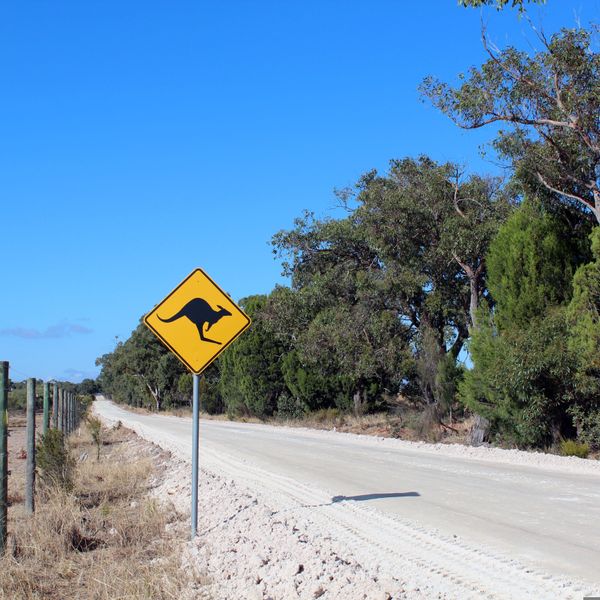 Panneau routier jaune signalant une zone de présence de kangourous le long d'une route isolée