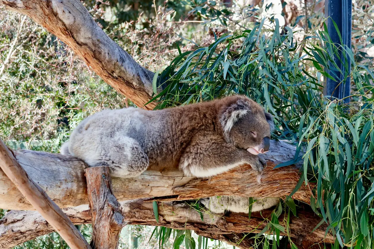 Koala assoupi sur une branche d'eucalyptus au cœur de la forêt