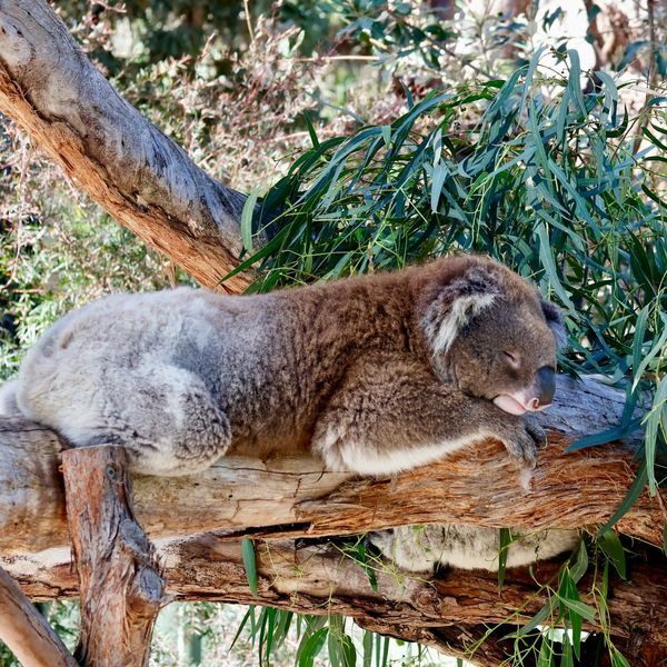 Koala assoupi sur une branche d'eucalyptus au cœur de la forêt