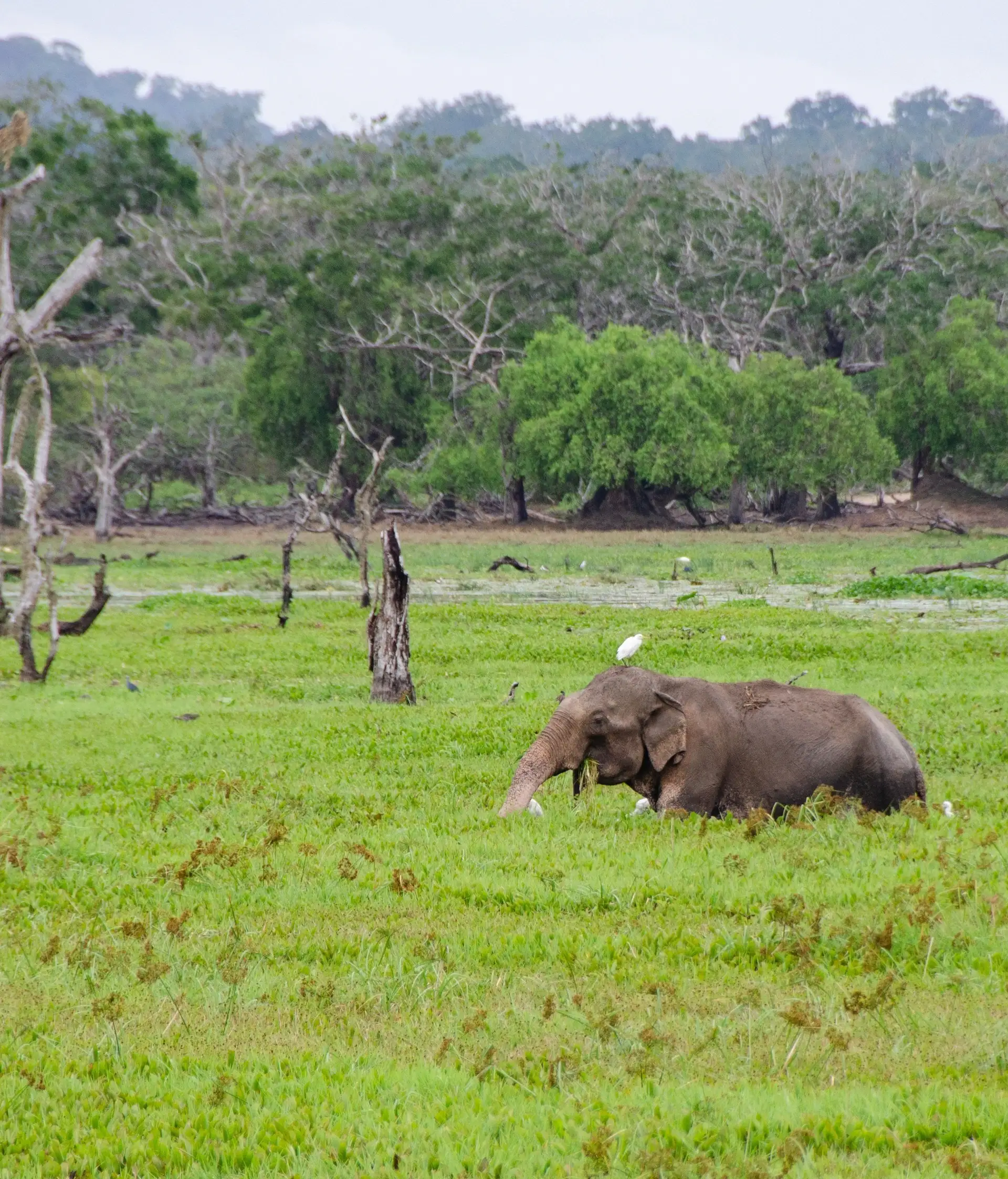 Éléphant sauvage s'abreuvant dans une plaine verdoyante au Sri Lanka
