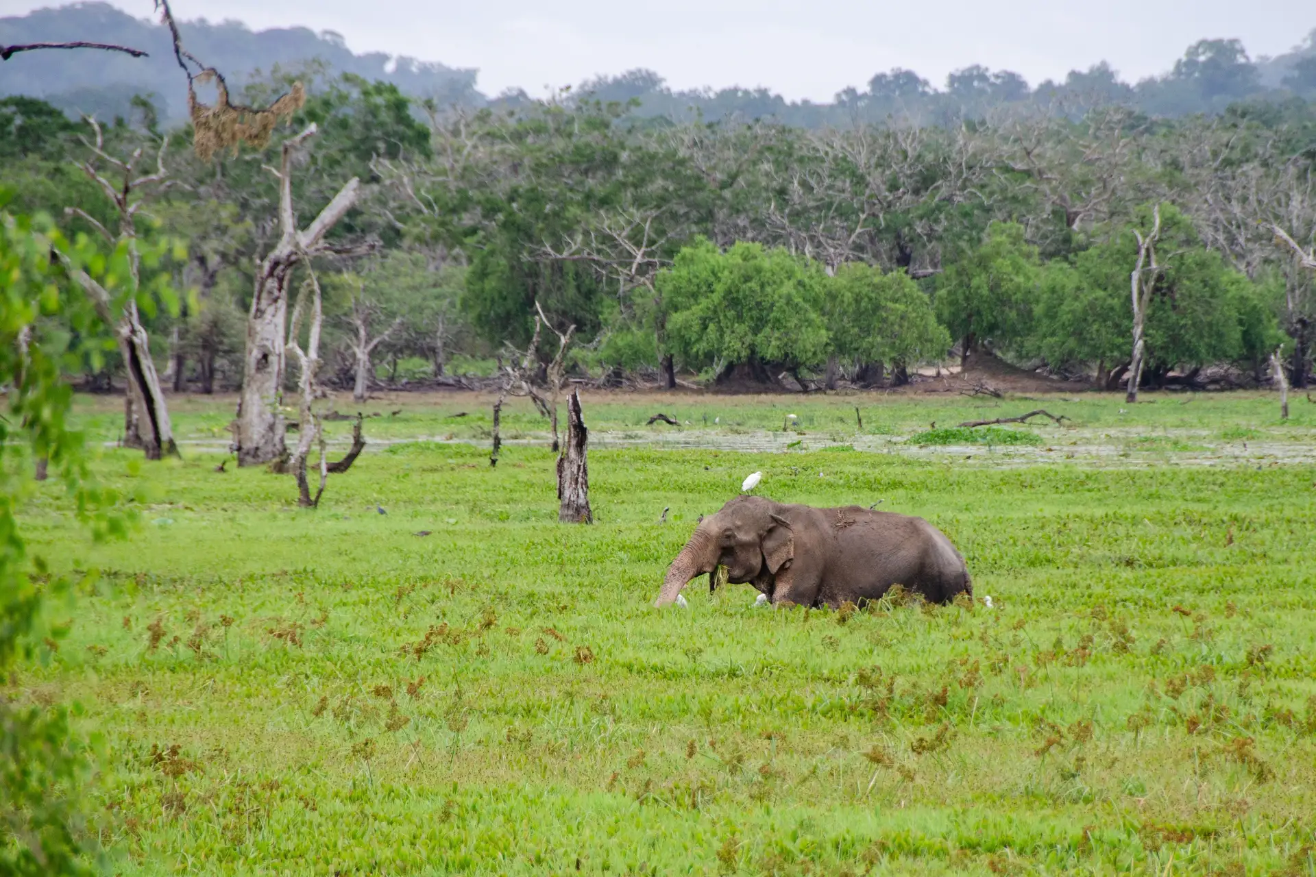 Éléphant sauvage s'abreuvant dans une plaine verdoyante au Sri Lanka