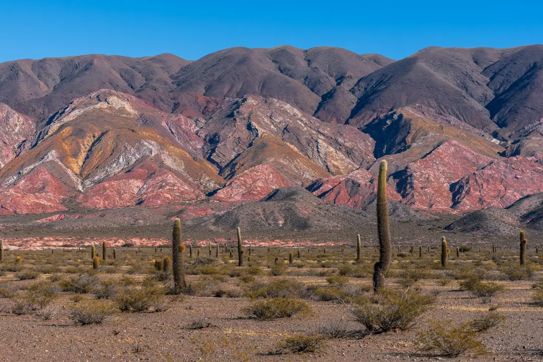 Cactus géants du parc national Los Cardones, dans la province de Salta