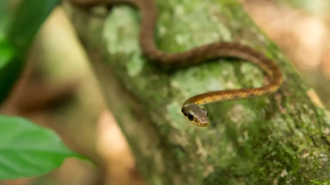 serpent