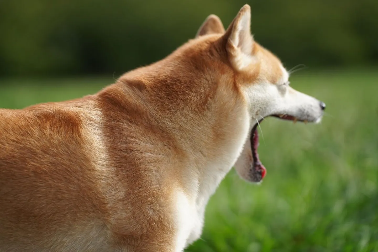 shiba-7455366_1280.jpg