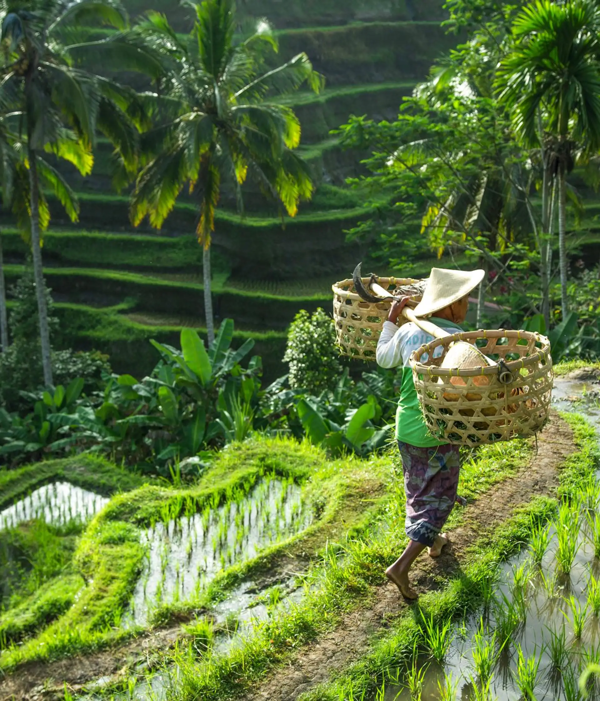 Voyage à Bali - rizières de Bali lors d’un voyage en petit groupe avec une agence locale