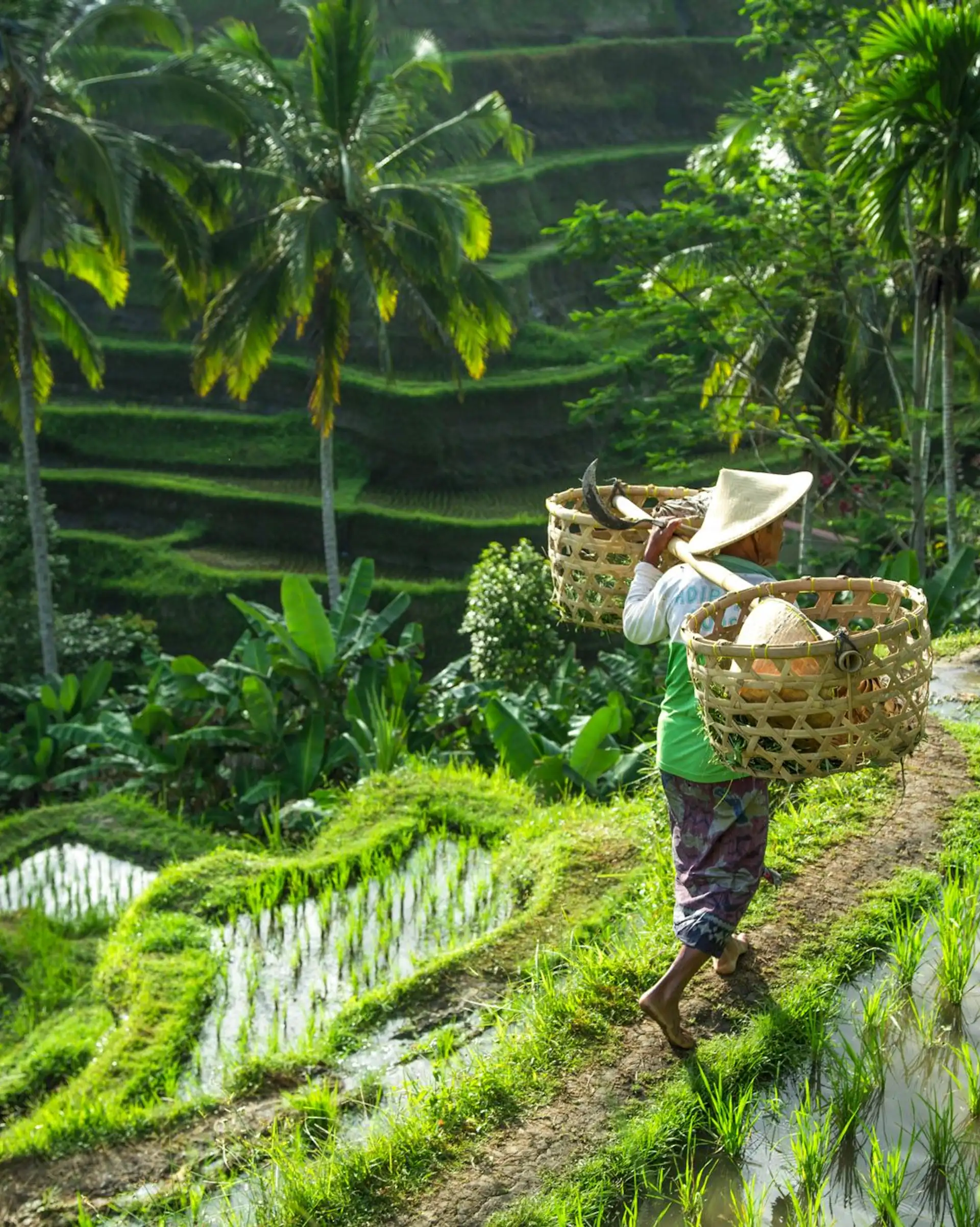 Un agriculteur balinais portant un chapeau traditionnel en canne conique marche au milieu des magnifiques rizières en terrasses de Tegalalang entourées de grands palmiers à Bali.