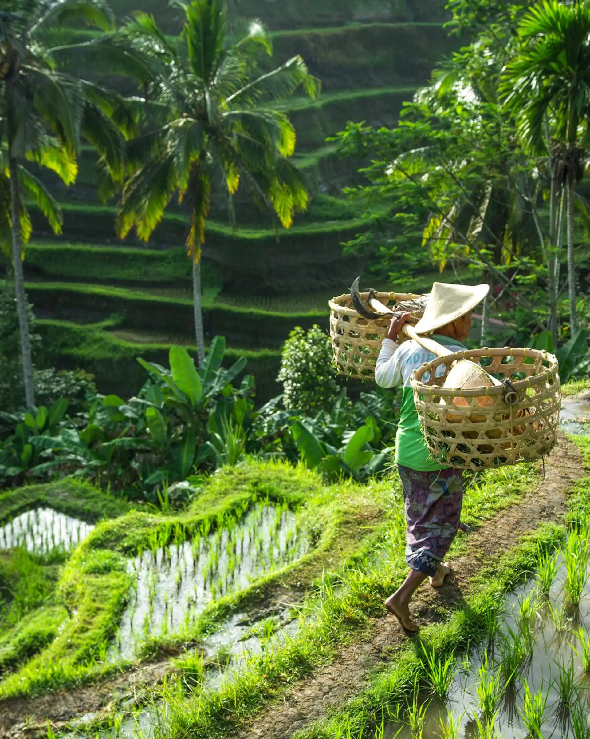 Voyage à Bali - rizières de Bali lors d’un voyage en petit groupe avec une agence locale