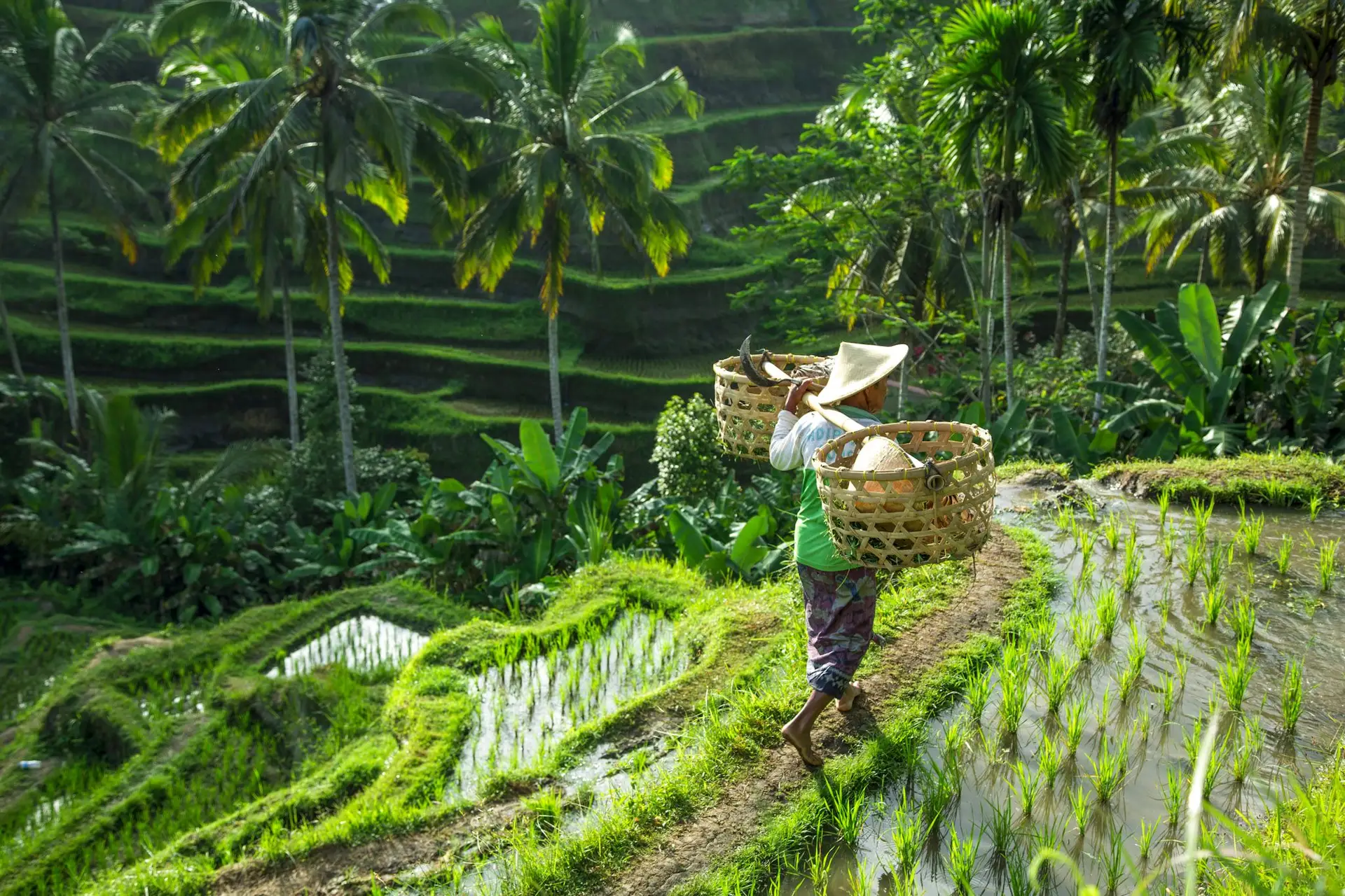 Voyage à Bali - rizières de Bali lors d’un voyage en petit groupe avec une agence locale