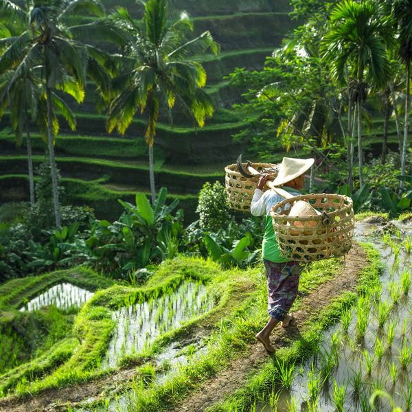 Voyage à Bali - rizières de Bali lors d’un voyage en petit groupe avec une agence locale