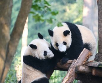 Voyage en Chine - Simone Dinoia Chengdu Panda