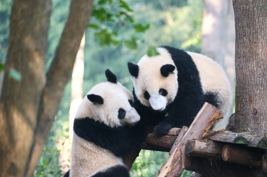 Voyage en Chine - Simone Dinoia Chengdu Panda