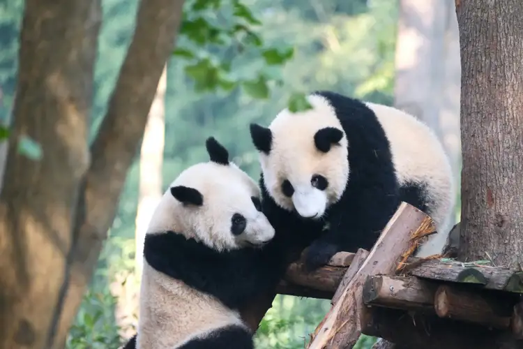 Voyage en Chine - Simone Dinoia Chengdu Panda