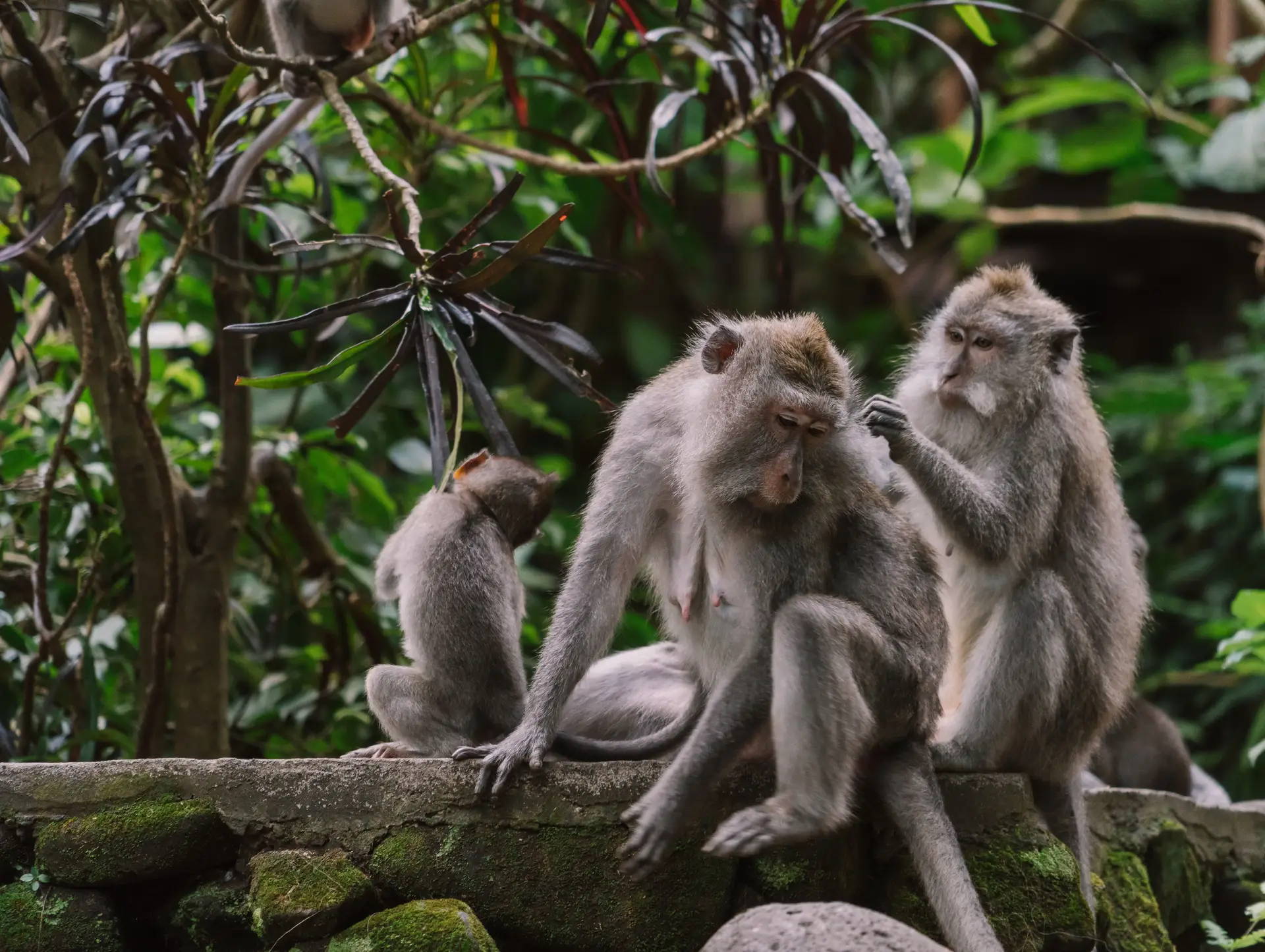 Die Tiere auf Bali