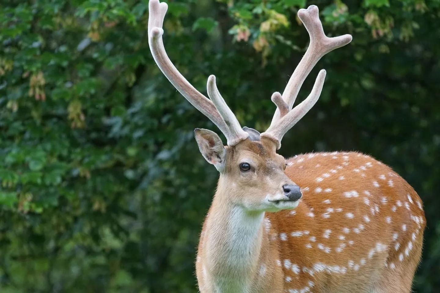 sika-deer-1454568_1280.jpg