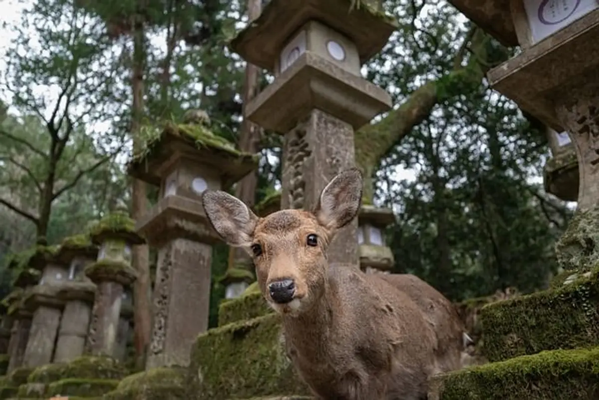 Nara Hirsche Ausflug und Freizeit