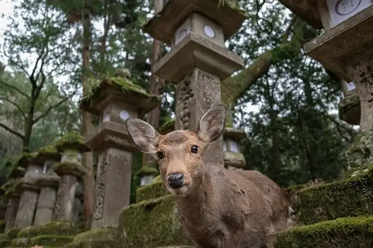 Nara Hirsche Ausflug und Freizeit