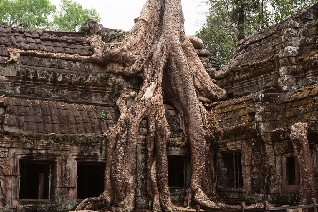 site mystique du temple de Ta Prohm