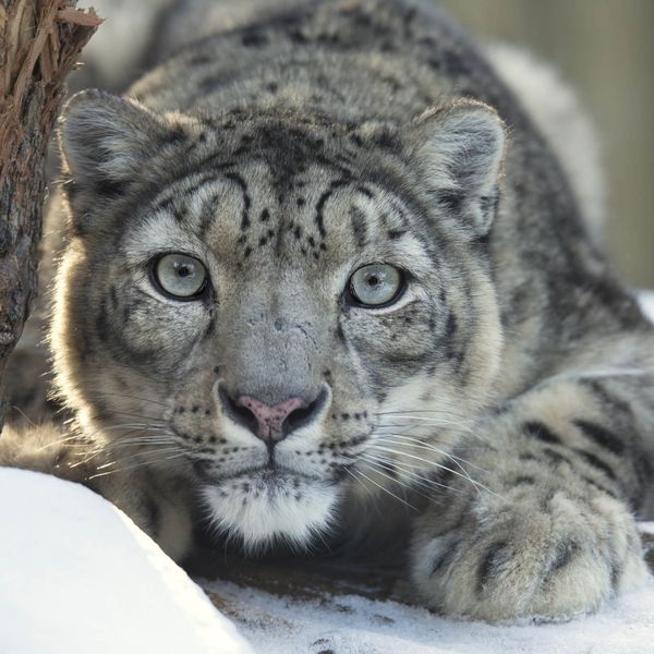 Voyage en Inde, Ladakh : Léopard des neiges
