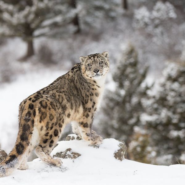 Voyage en Inde, Ladakh : Léopard des neiges dans la vallée
