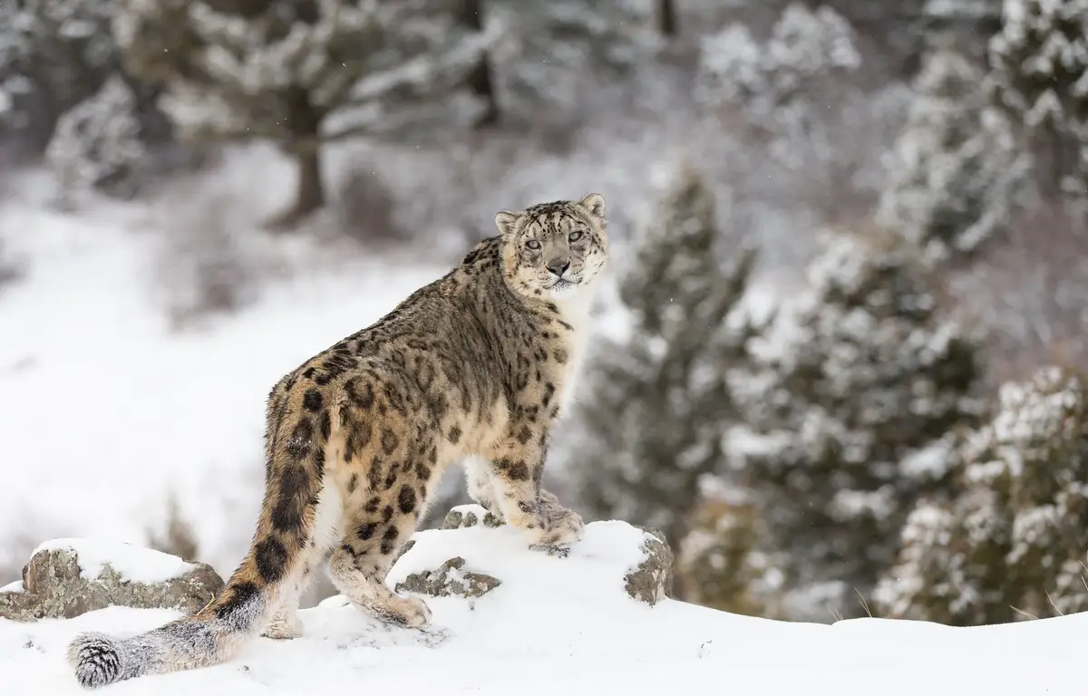 Voyage en Inde, Ladakh : Léopard des neiges dans la vallée