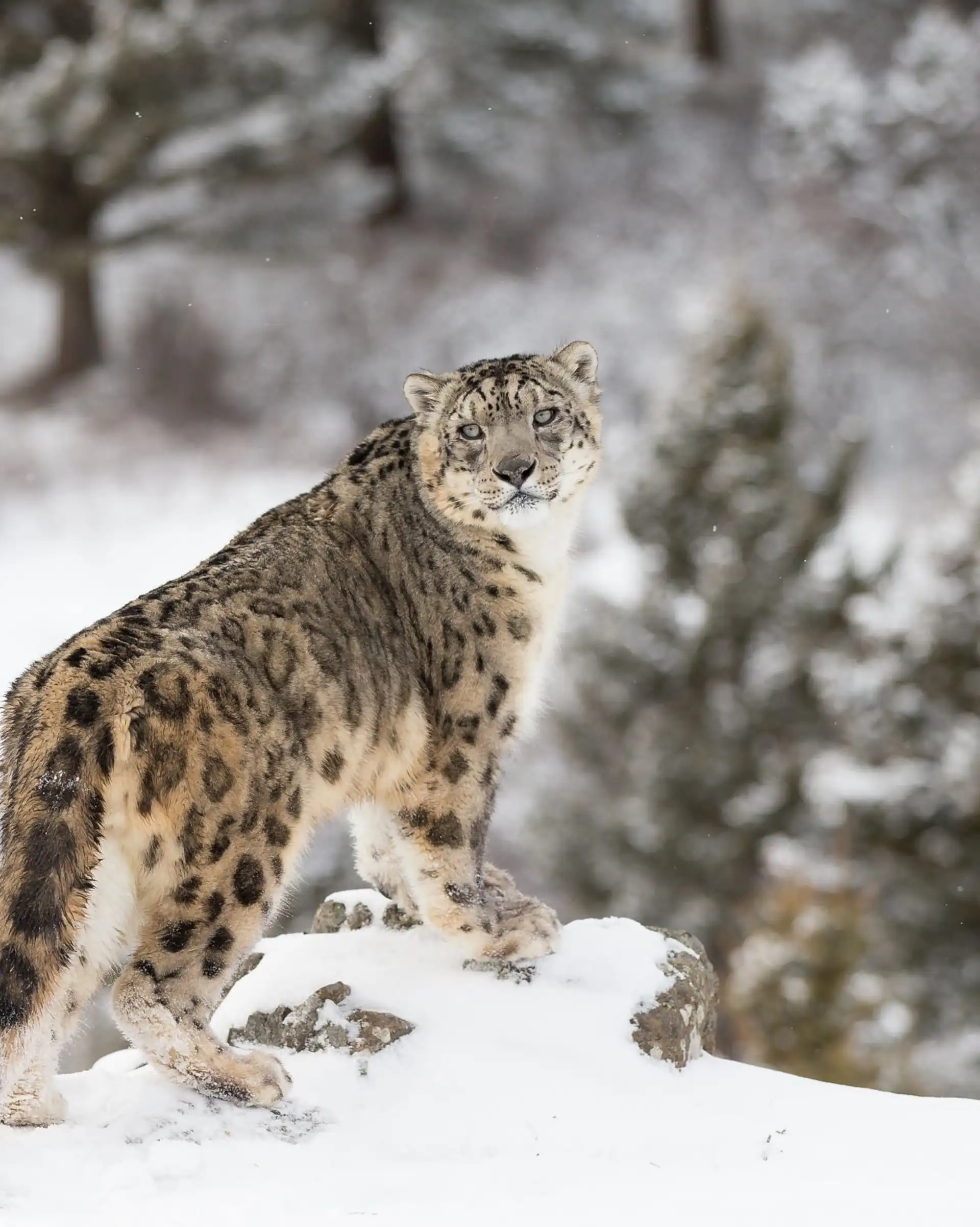 Voyage en Inde, Ladakh : Léopard des neiges dans la vallée