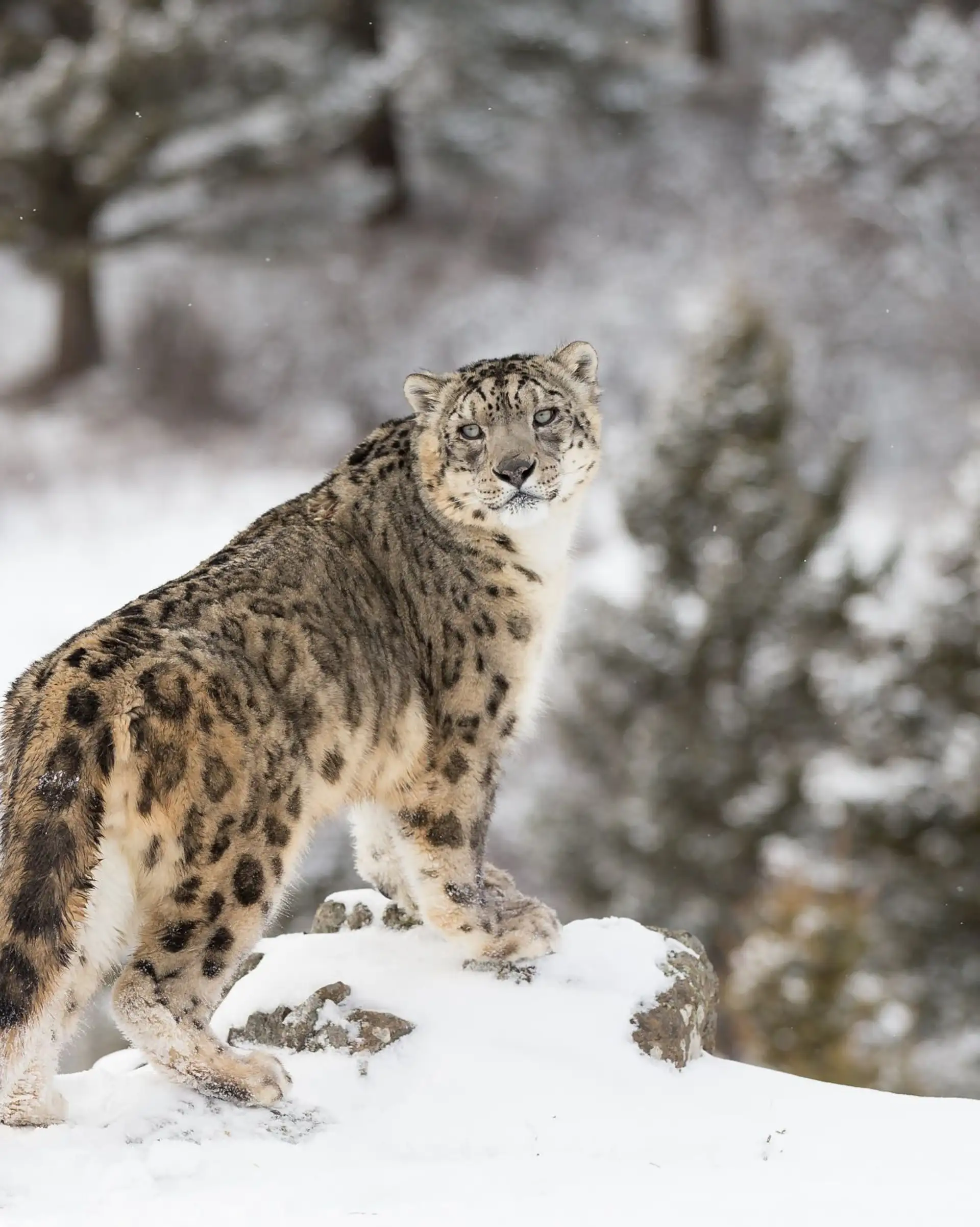 Voyage en Inde, Ladakh : Léopard des neiges dans la vallée