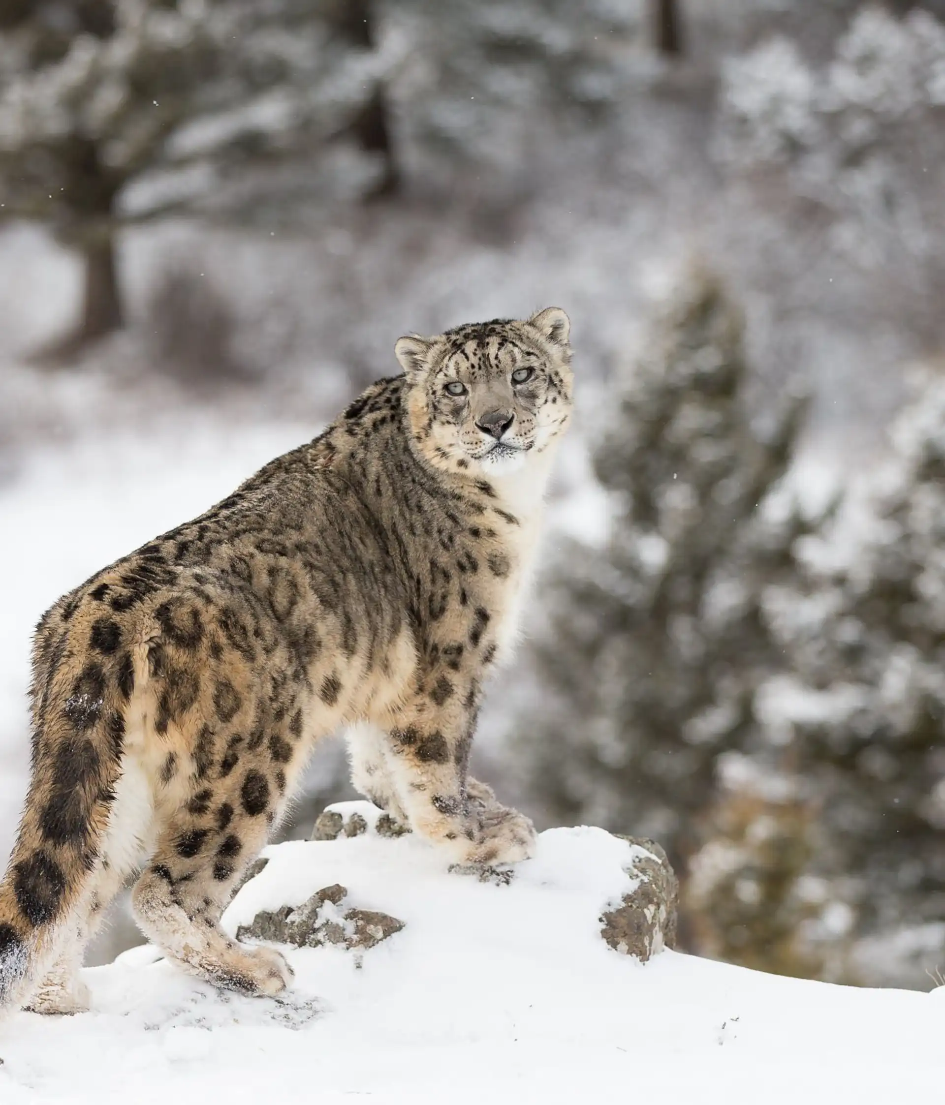 Voyage en Inde, Ladakh : Léopard des neiges dans la vallée
