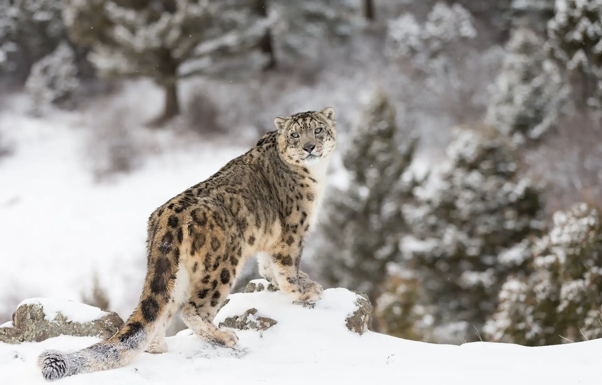 Voyage en Inde, Ladakh : Léopard des neiges dans la vallée